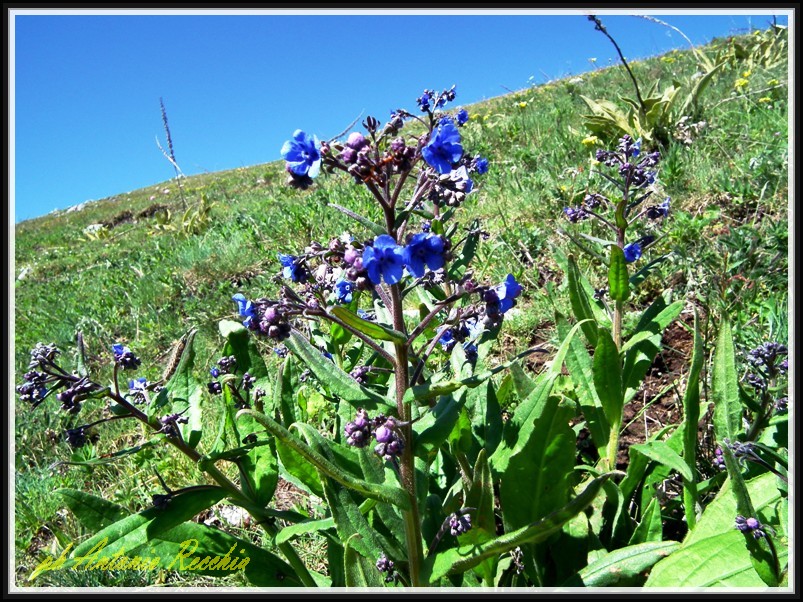 Cynoglottis barrelieri / Buglossa di Barrelier